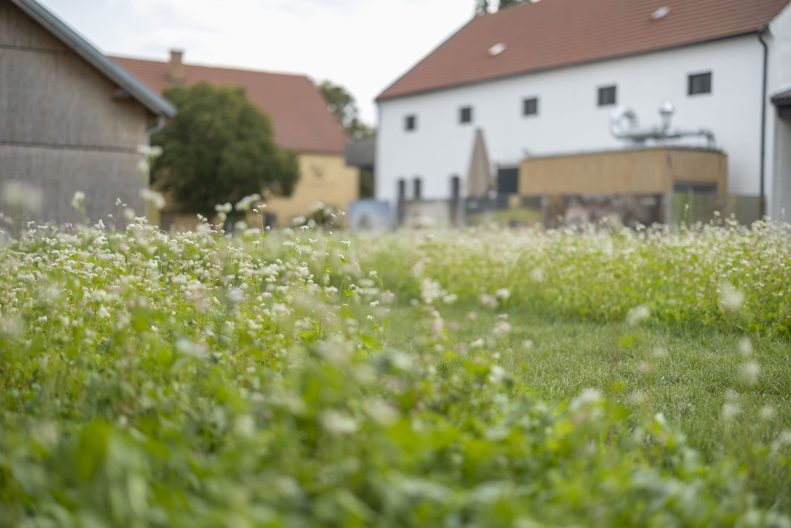 Das Bio-Landgut Esterhazy. – ©Bubu Dujmic