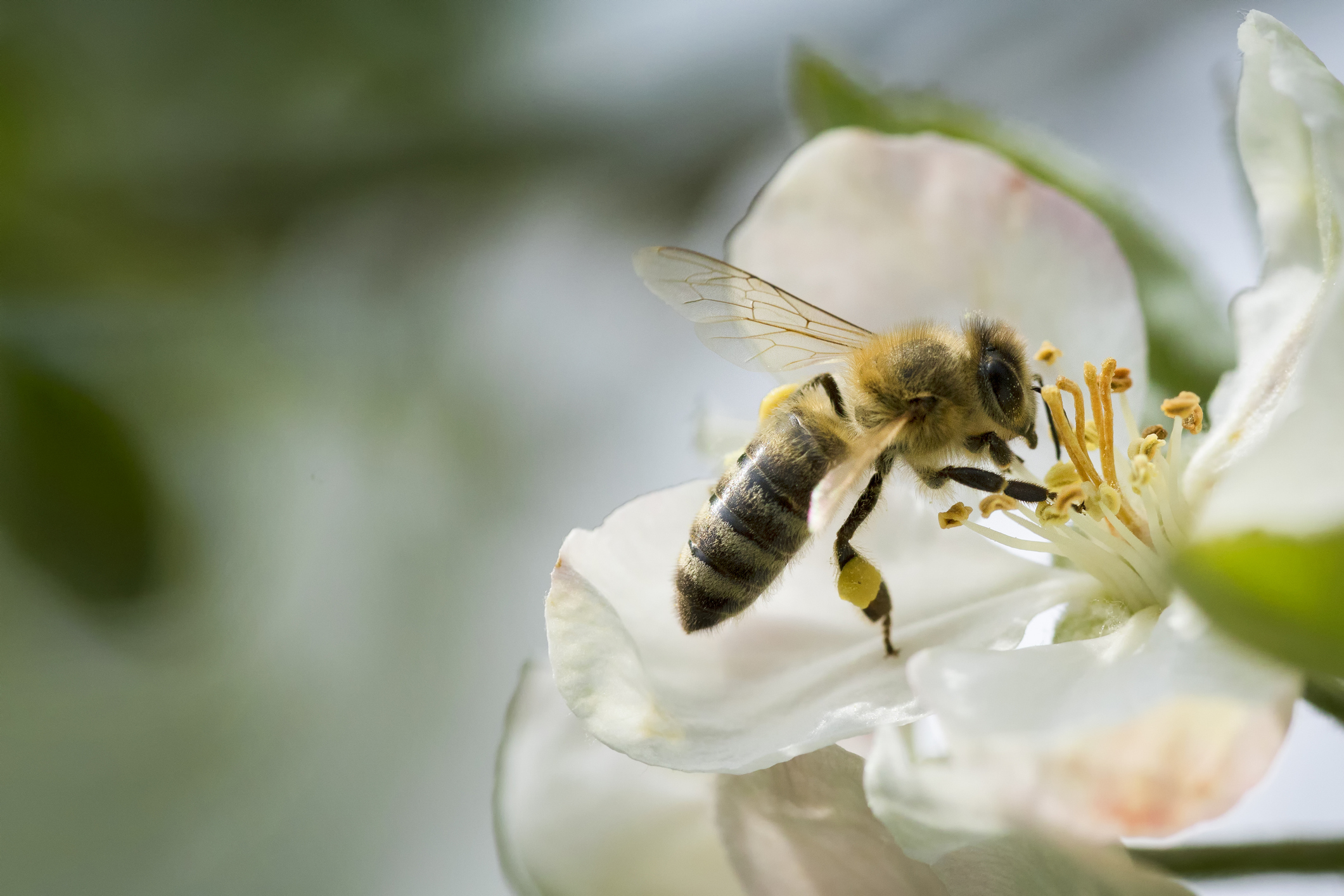 Eine Datingplattform für Bienen und Blüten