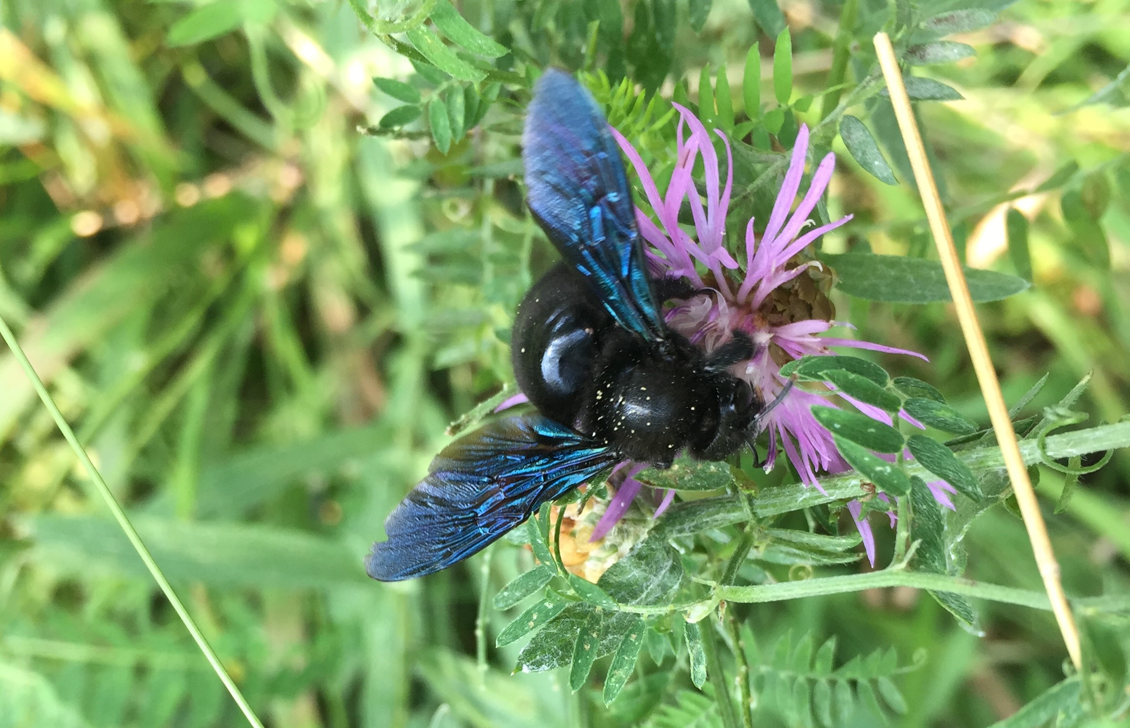 Wiens wunderbare Wildbienen: 546 Arten sind hier heimisch