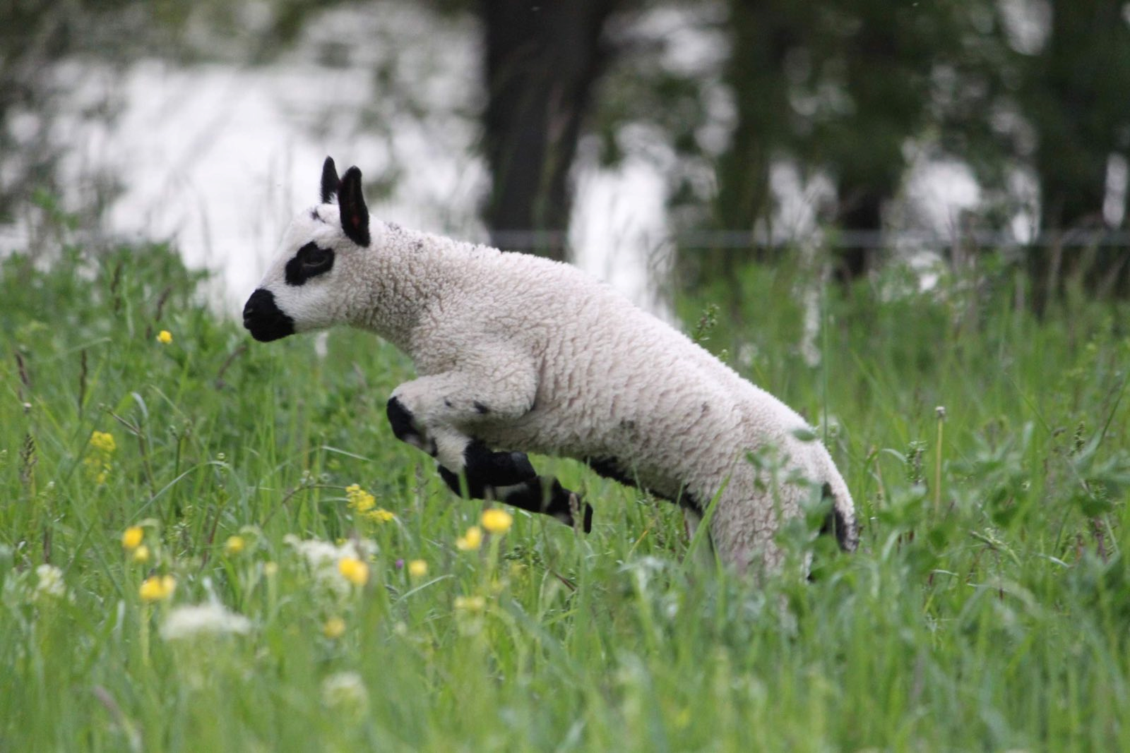 Insel-Schafe starten mit Lamm „Flocki“ in die Saison