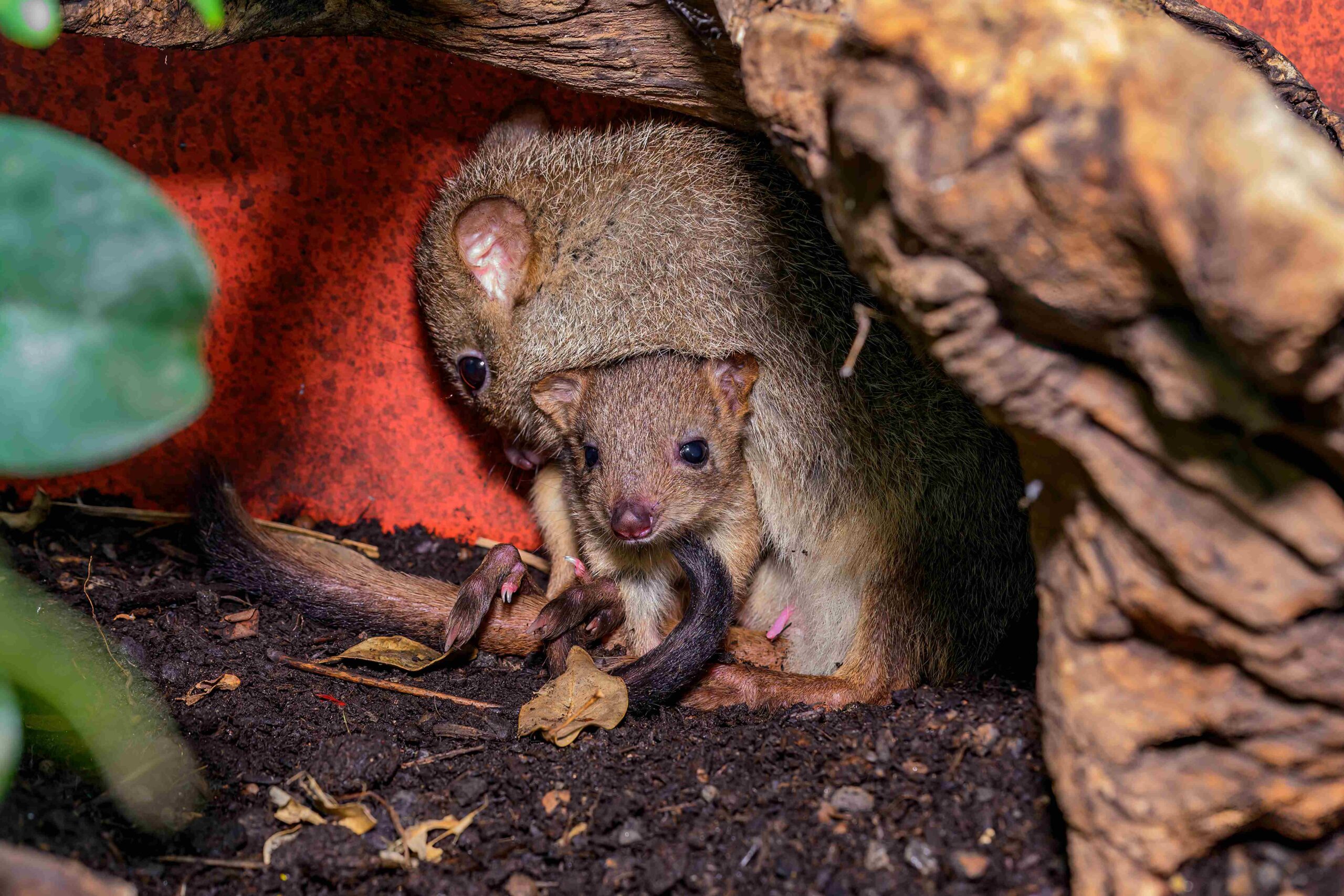 Mariahilf: Tierischer Muttertag für Kurzentschlossene