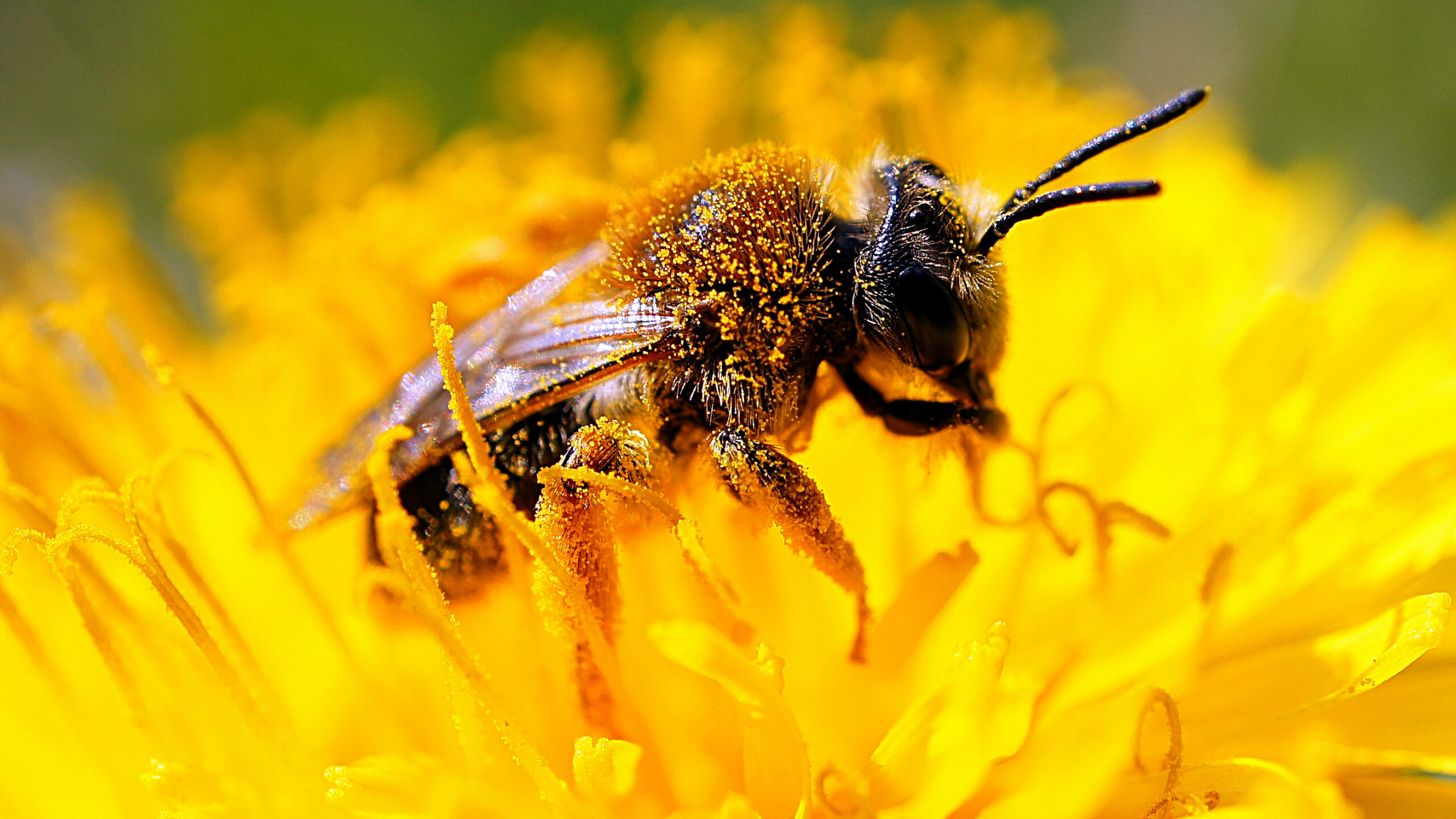 Was wir alle gegen das Bienensterben tun können