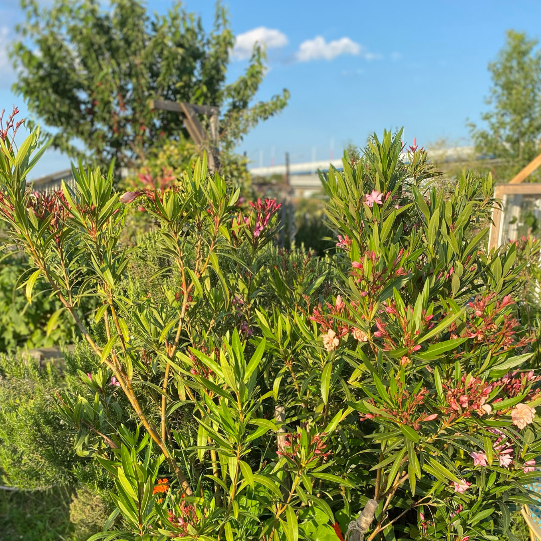 Neu Marx Garten Blüte