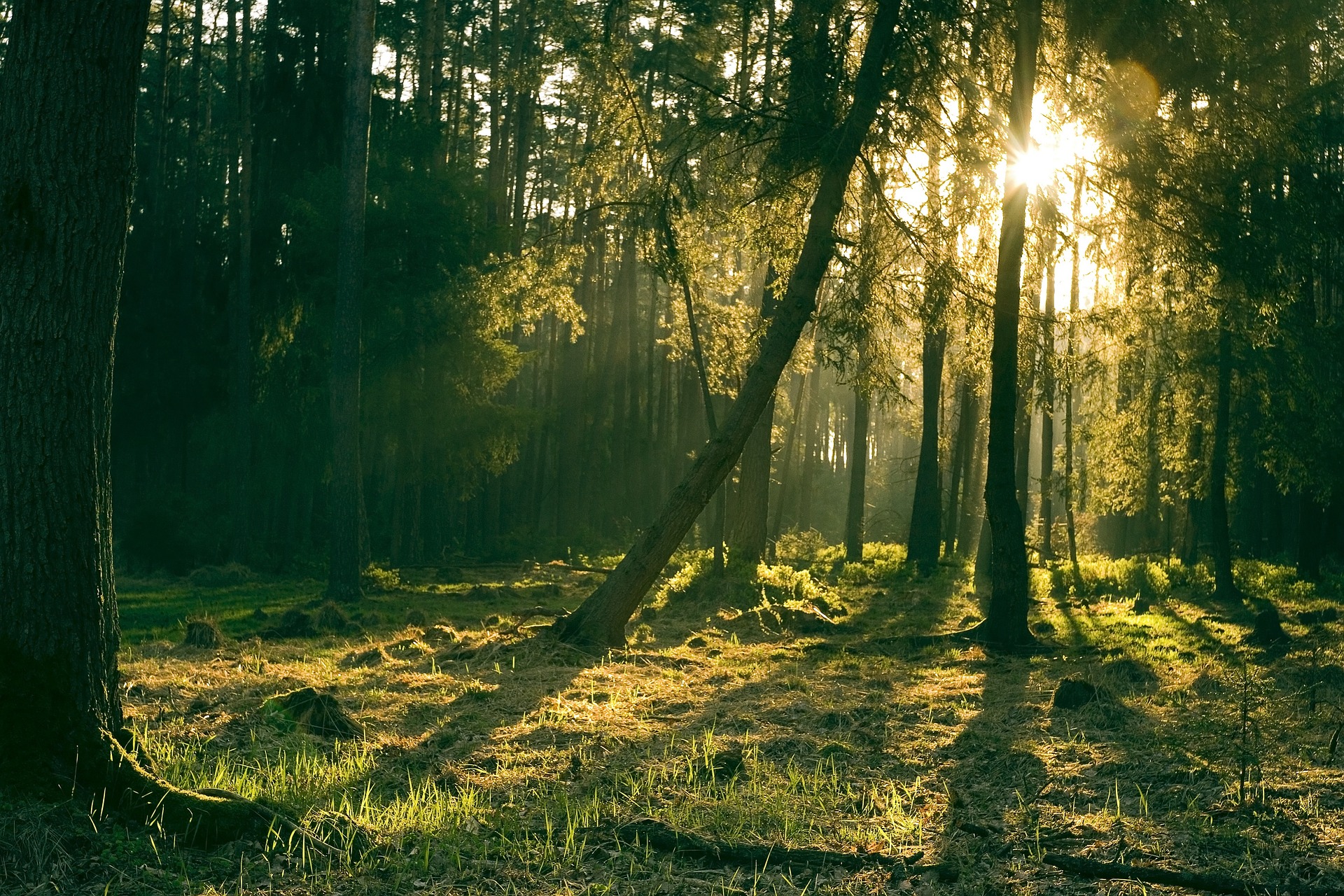 Lebensraum Wald: Erkundungstouren mit dem KunstHausWien