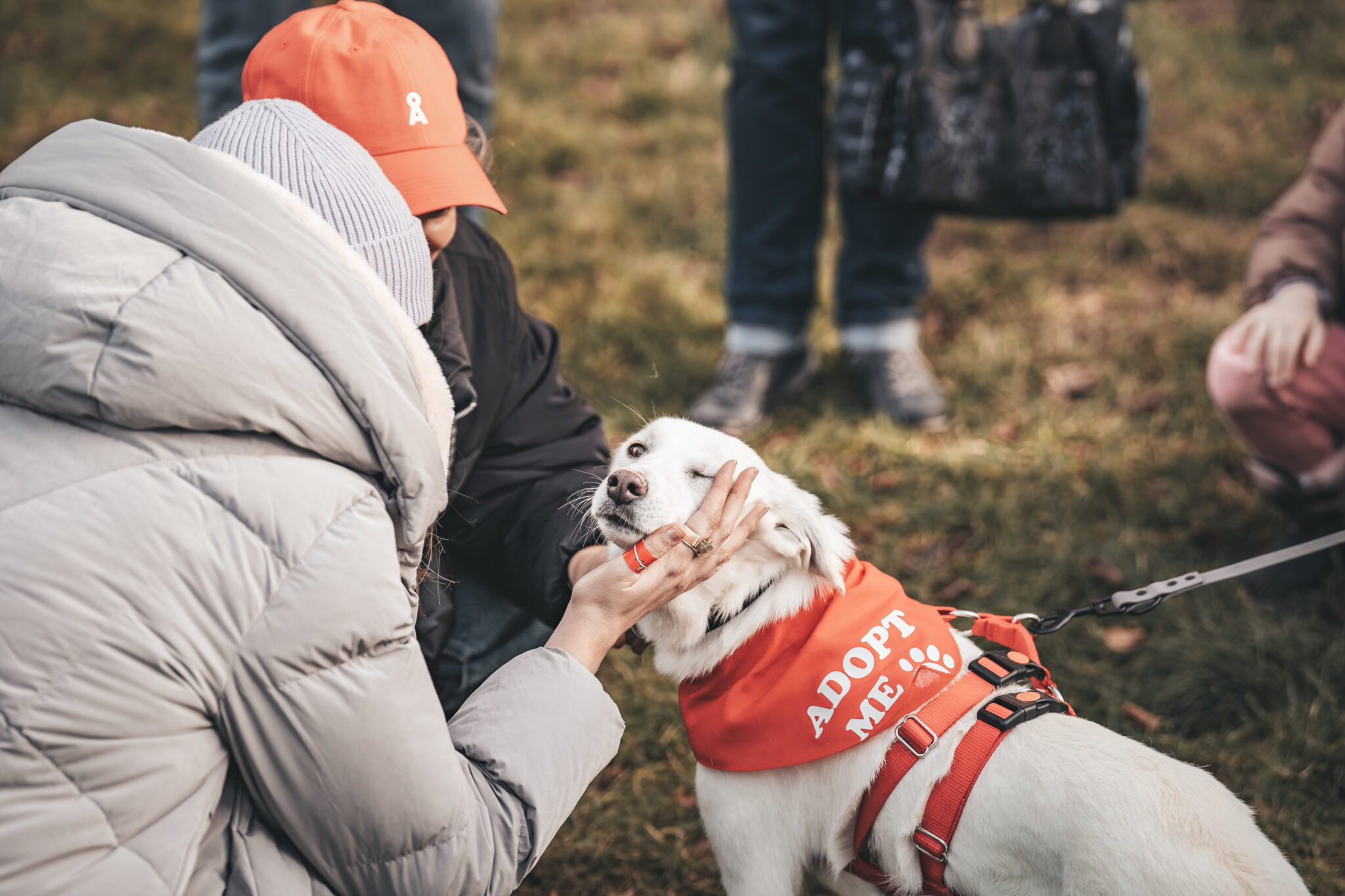 Vierbeiner sucht Zweibeiner: „Bark Date“ im Prater