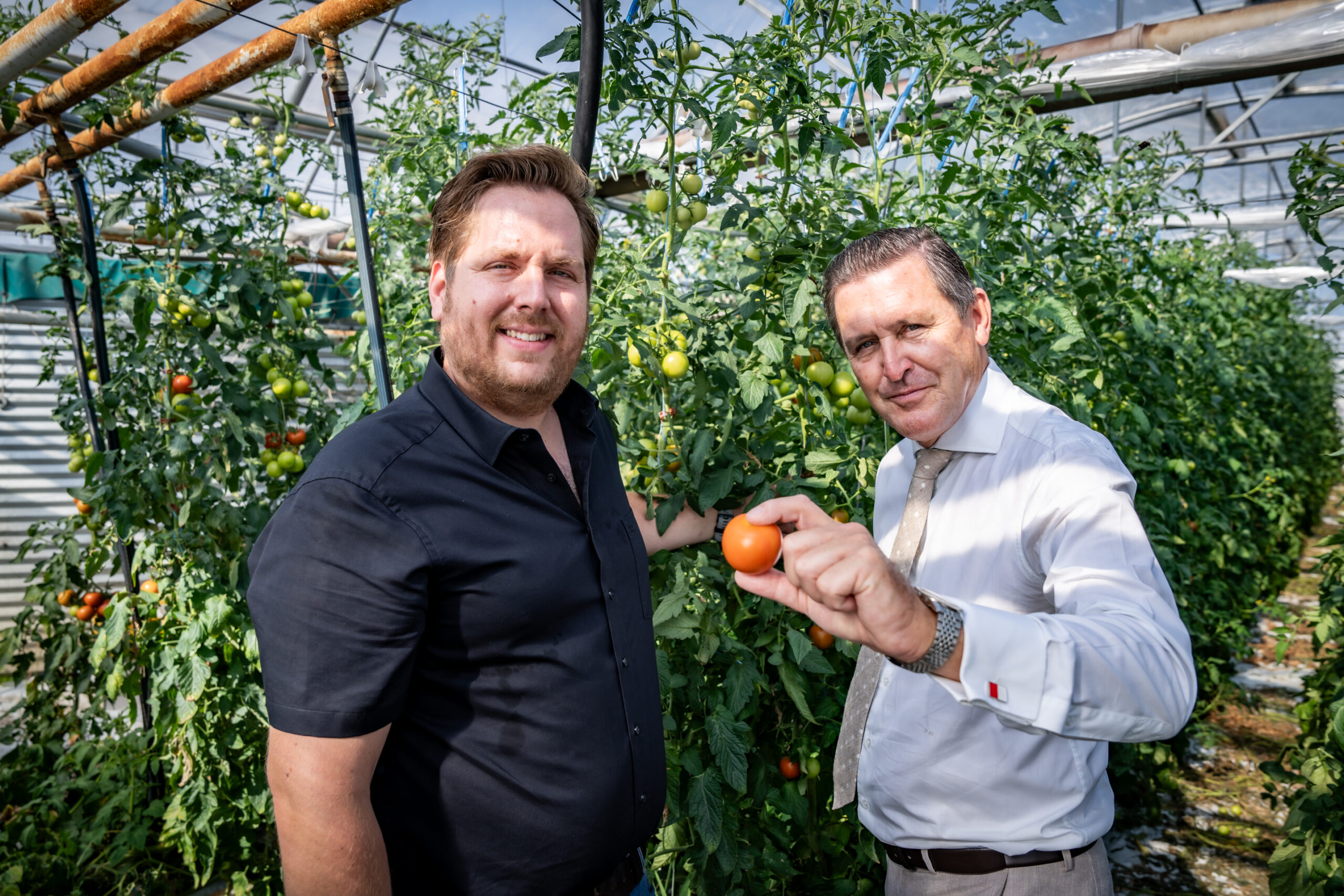 Karl Kasehs jun., GF Gärtnerei Kasehs, und Peter Hanke, Stadtrat für Finanzen, Wirtschaft und Wiener Stadtwerke vor Tomatenstaude in Gärtnerei