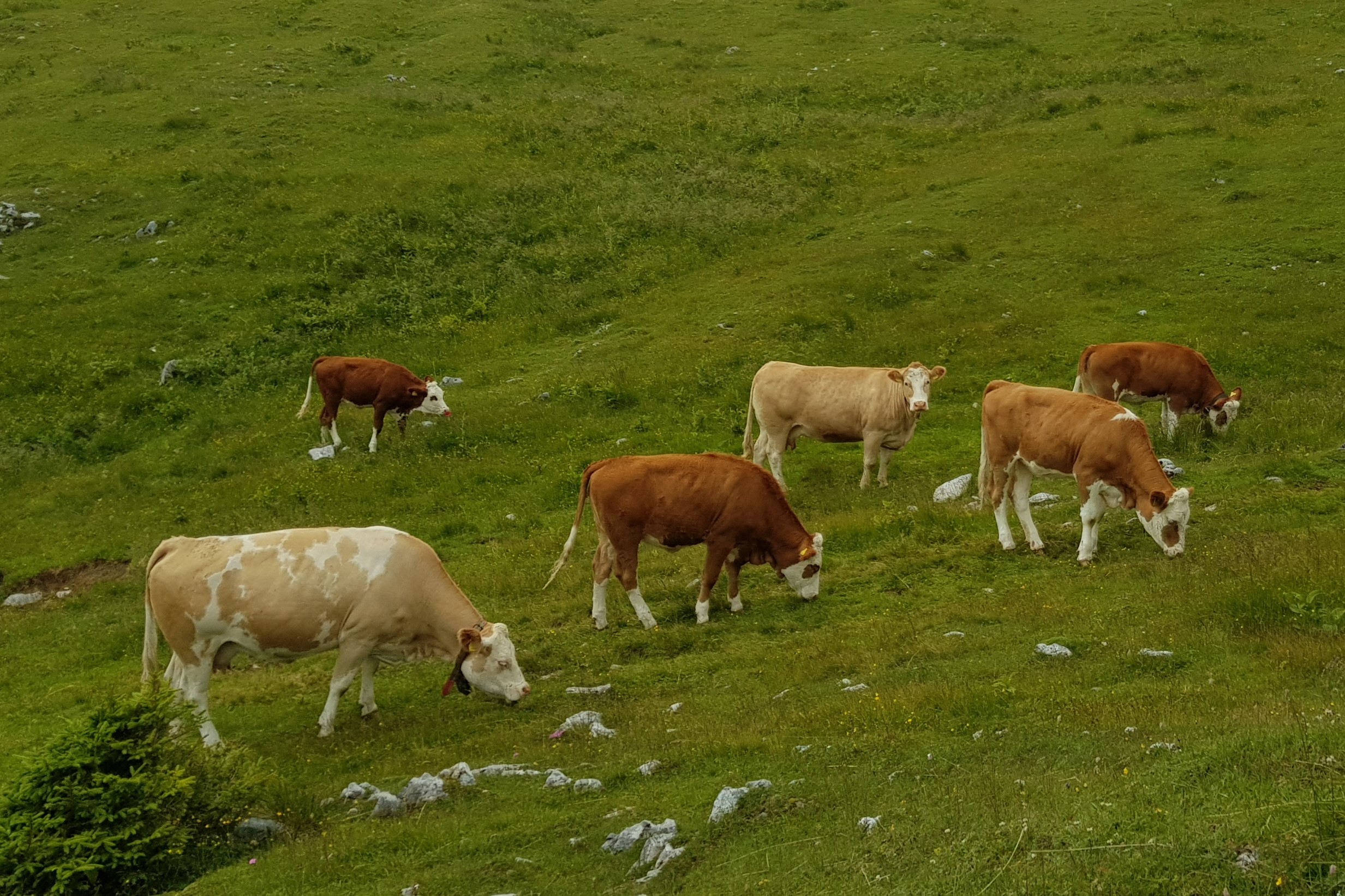 Gefährliche Alm: So vermeidet man Angriffe von Weidetieren