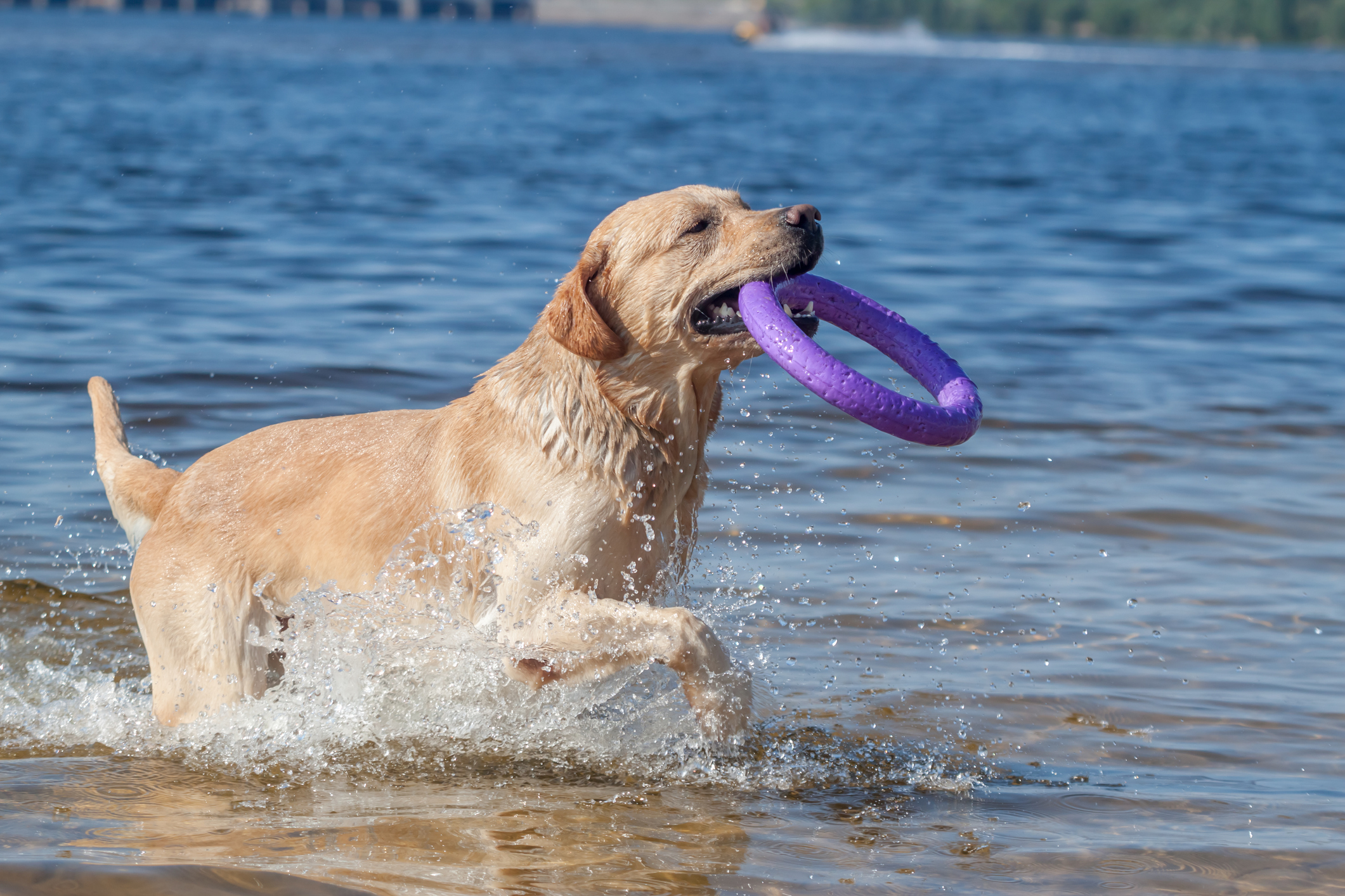 So wird der Badeausflug mit Hund zum Vergnügen