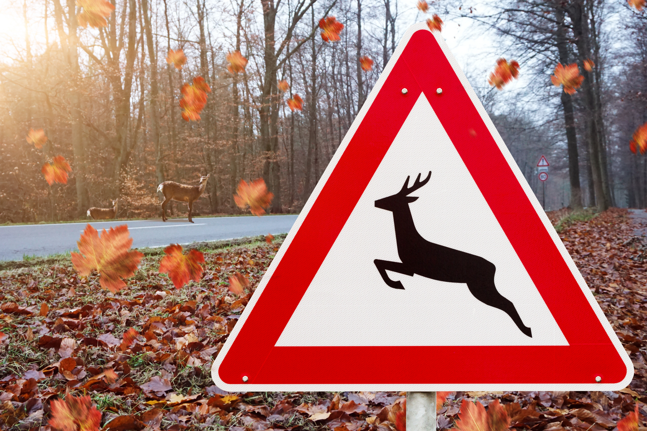 Herbstliche Straßengefahr: So vermeiden Sie Unfälle durch Wildwechsel