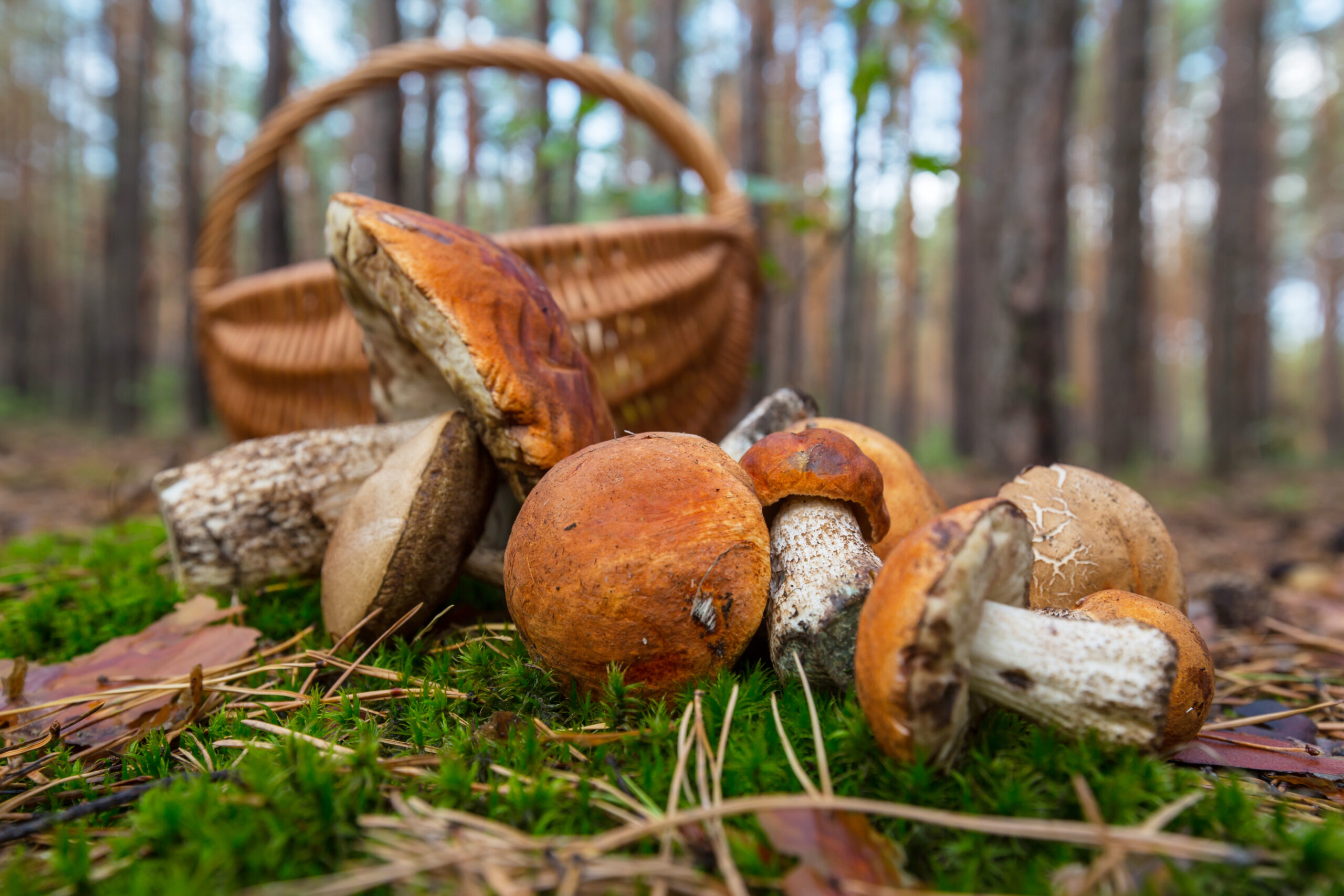 Schwammerl im Wald sammeln Freepik.com