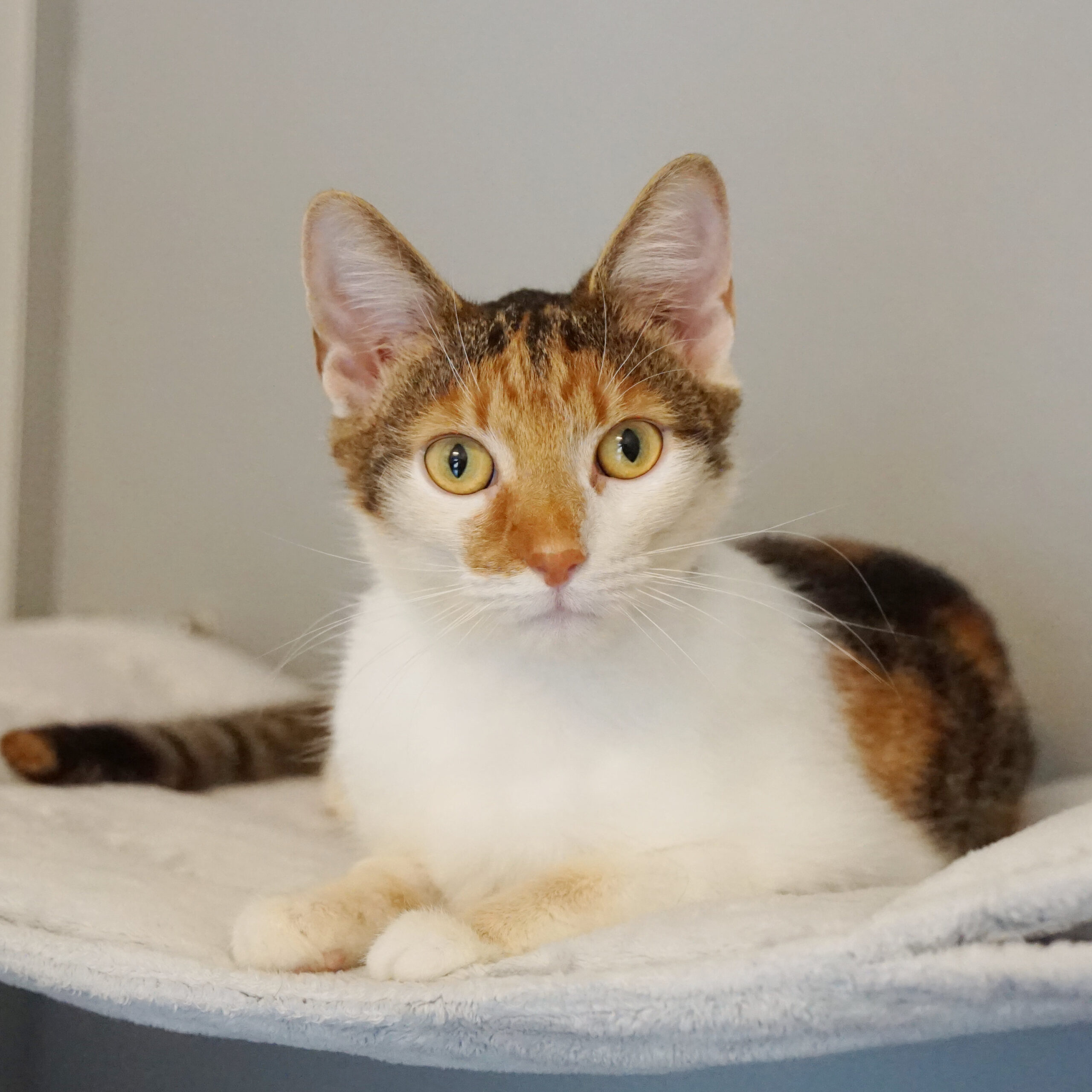 TierQuartTier: Zweite Chance für Vierbeiner in Not