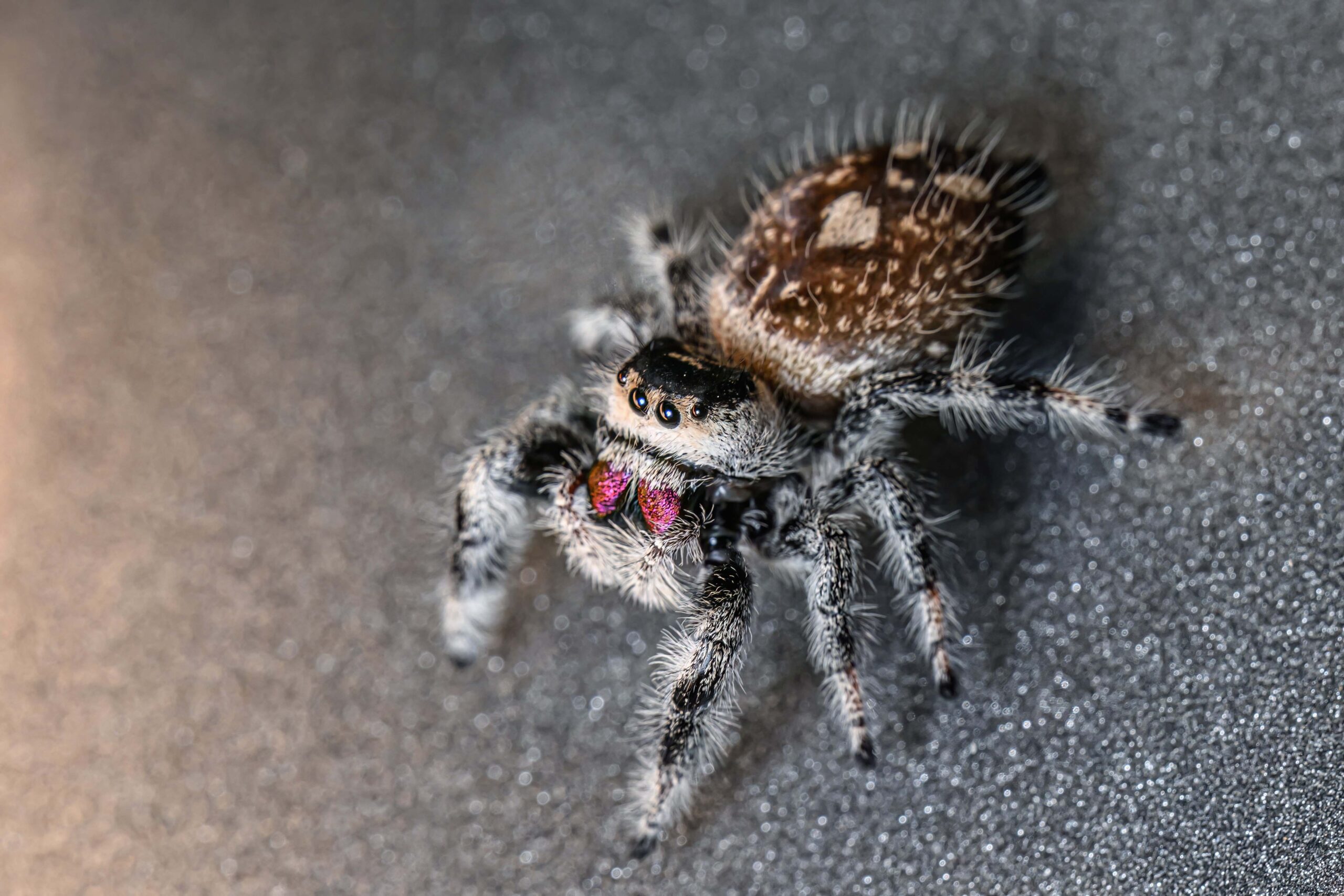 Mini-Sprungwunder: Neue Bewohnerin im Haus des Meeres