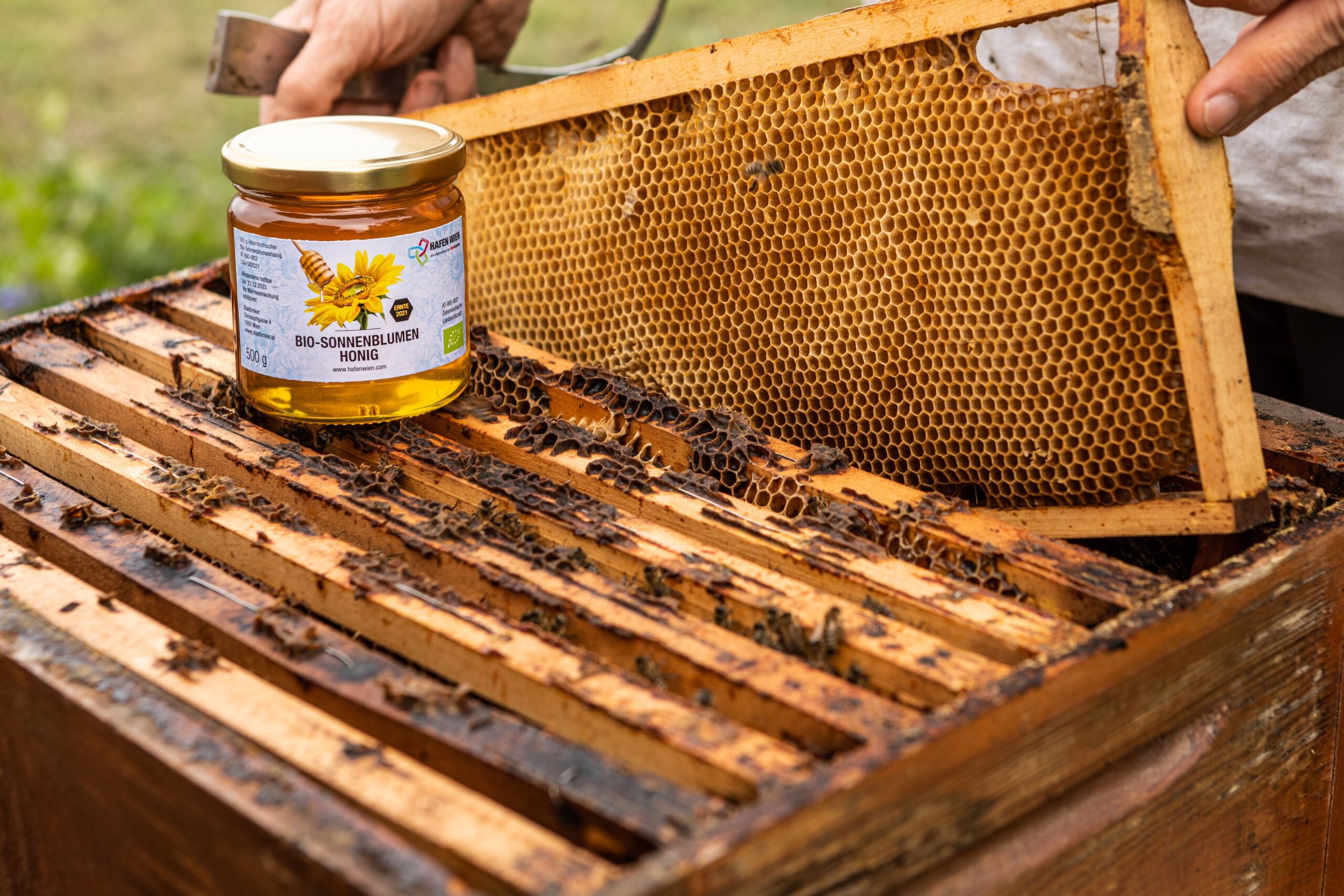 Summende Superhelden: Wie Wiens Bienen Gutes für die Stadt tun