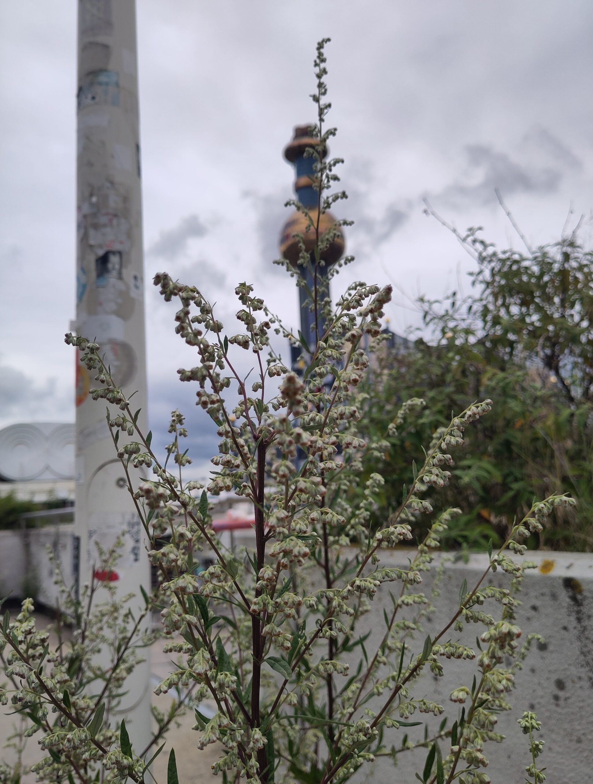 Beifuß-Alarm: Neuer KI-Pollendienst „Pollee“ hilft Allergikern