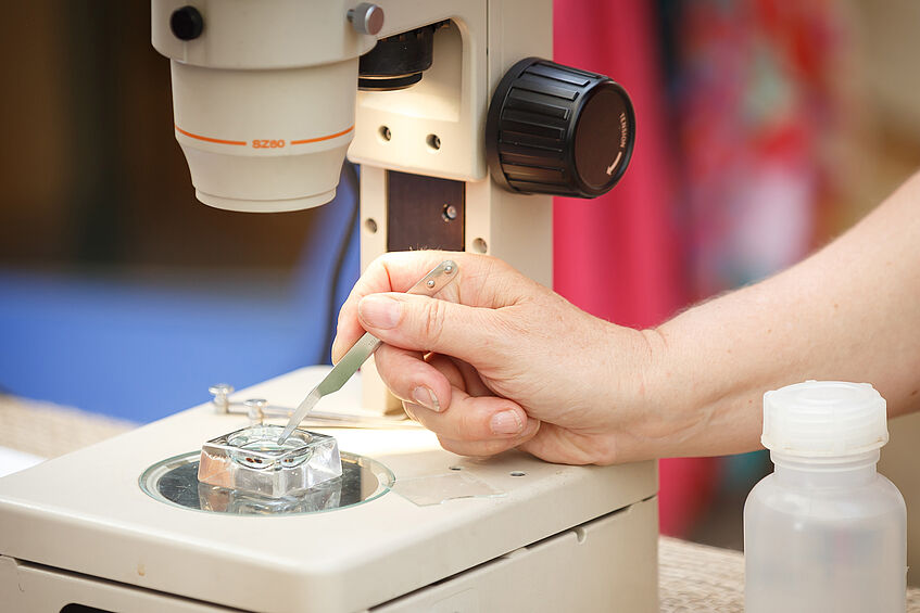 Die Natur unter dem Mikroskop entdecken. © derknopfdruecker.com