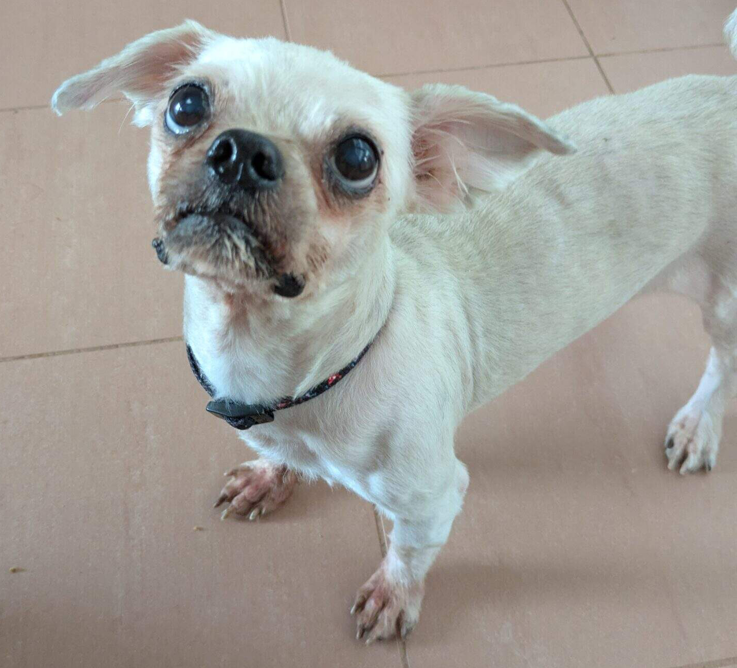 Verwahrloster Hund „Idefix“ in Simmering gefunden – TierQuarTier hilft