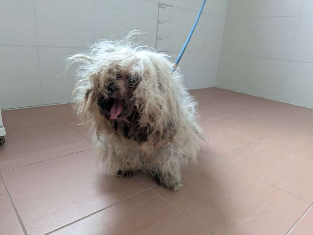 Maltesermischling verfilzt und verdreckt, krank © TierQuarTier